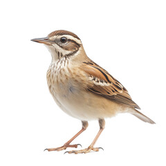 Fototapeta premium Small brown bird with distinctive stripes standing on a white background