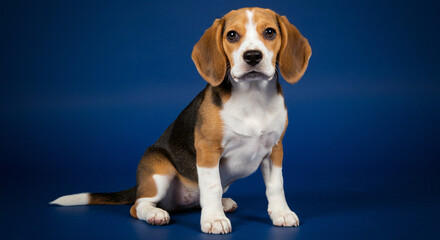Sitting Puppy with Expressive Face on Deep Blue Background