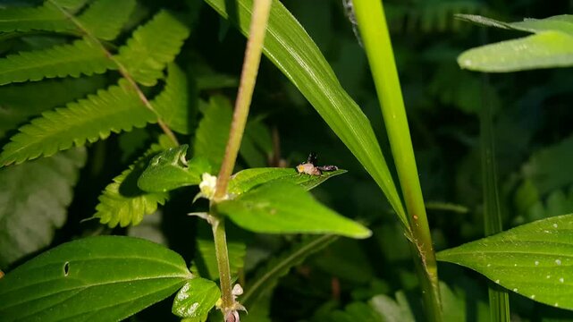 Ragweed Fruit Fly (zebra fly) on a plant leaf. 4k footage focused on the foreground. Perfect for mountain documentaries. Spathulina acroleuca, Neotephritis finalis, Euaresta bella,  Tephritidae.