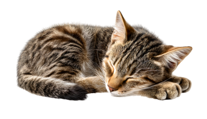 Sleeping Kitten PNG - Fluffy cat napping cutely with paws tucked in. Ideal for cozy and warm design concepts.