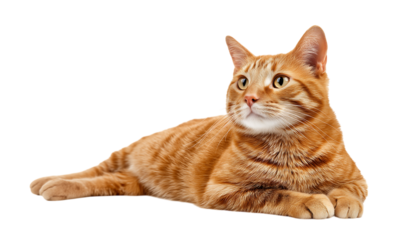 Adorable ginger cat lying down,  portrait of an orange tabby shorthair house pet cat posing isolated on a transparent background