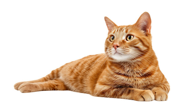 Adorable ginger cat lying down,  portrait of an orange tabby shorthair house pet cat posing isolated on a transparent background