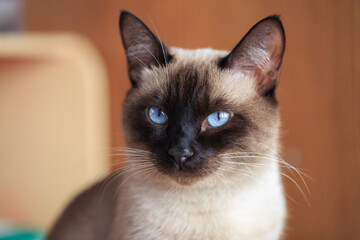 Thai cat with blue eyes