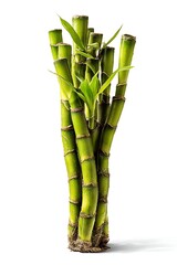 Obraz premium Lucky Bamboo Realistic photograph of a full body , isolated on pure white background, no shadow, studio lighting, centered composition, high detail, commercial use
