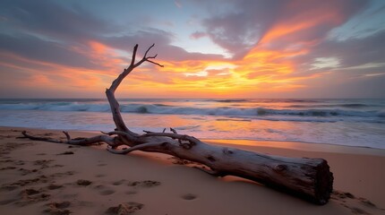 tree branch on the beach