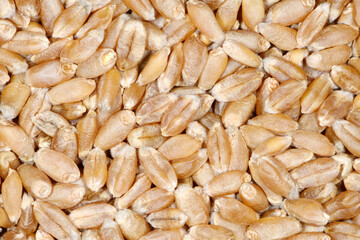 Weizen, Winterweizen, Triticum aestivum L.  Samen,  Körner