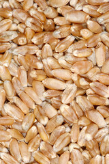 Weizen, Winterweizen, Triticum aestivum L.  Samen,  Körner