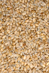 Weizen, Winterweizen, Triticum aestivum L.  Samen,  Körner