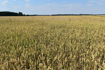 Weizen,  Winterweizen,  Triticum aestivum