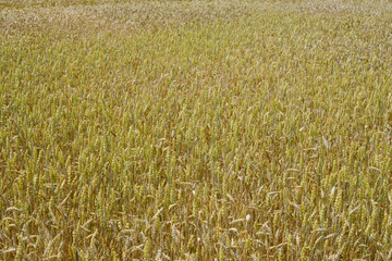 Weizen,  Winterweizen,  Triticum aestivum