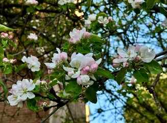 Close-up photo of the blooming branches of an apple tree on a blurred background of bare tree branches and blue sky