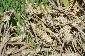 Weizen,  Winterweizen,  Triticum aestivum