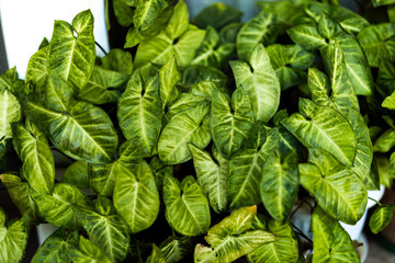 A vibrant collection of lush green leaves, showcasing the beauty of nature. Perfect for botanical...