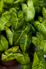 A close-up shot of green leaves, highlighting their detailed textures and vibrant colors. Ideal for nature-themed projects, environmental campaigns, or gardening content.