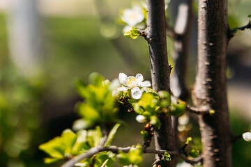A delicate blossoming apple tree branch with white flowers, bathed in soft sunlight. Perfect for seasonal promotions, nature-themed designs, and floral compositions