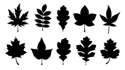 Obraz premium set of leaf silhouette vector on white background