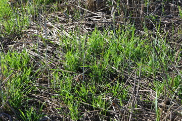 Weizen,  Winterweizen,  Triticum aestivum