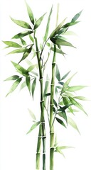Fototapeta premium Watercolor illustration of bamboo stalks and leaves against a white background (1)