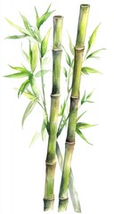 Obraz premium Watercolor illustration of three bamboo stalks with leaves, nature theme