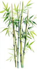 Obraz premium Watercolor illustration of vibrant green bamboo stalks against a white background