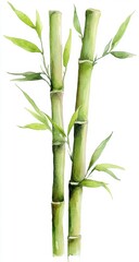 Watercolor illustration of two bamboo stalks with leaves against a white background