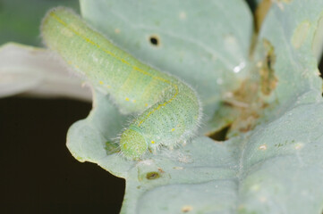 Kleiner Kohlweißling,  Pieris rapae L.