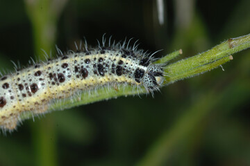 Großer Kohlweißling; Pieris brassicae L.