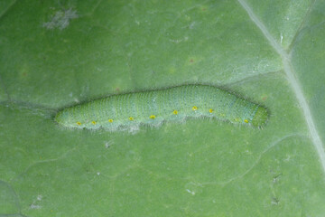 Rapsweißling,  Pieris napi