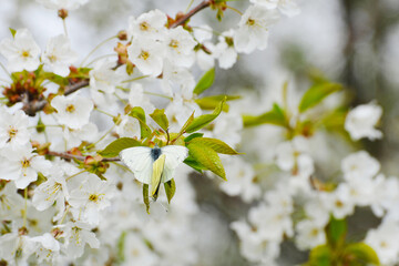 Rapswei&szlig;ling,  Pieris napi