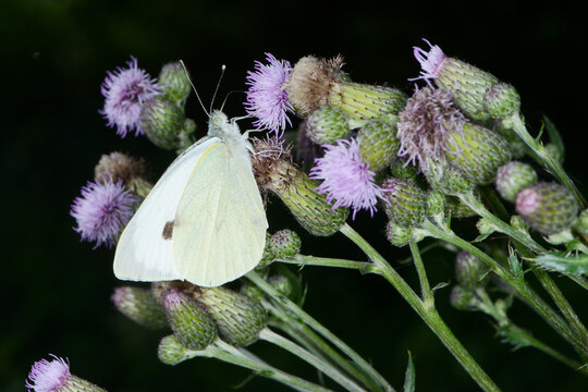 Gro&szlig;er Kohlwei&szlig;ling; Pieris brassicae L.