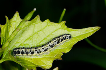 Großer Kohlweißling; Pieris brassicae L.