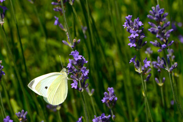 Großer Kohlweißling; Pieris brassicae L.