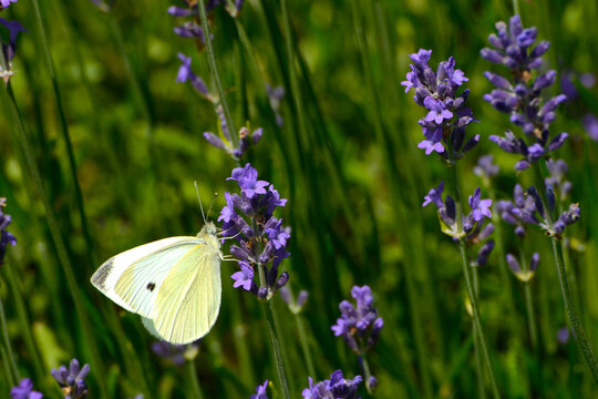 Gro&szlig;er Kohlwei&szlig;ling; Pieris brassicae L.