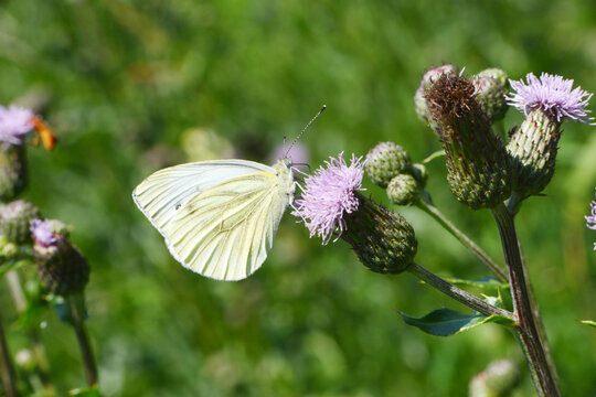 Rapswei&szlig;ling,  Pieris napi