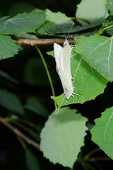 Kleiner Kohlweißling,  Pieris rapae L.