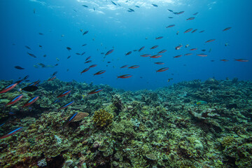 APO REEF, Philippines
