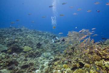 APO REEF, Philippines