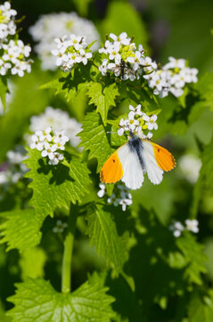 Aurorafalter, Anthocharis cardamines