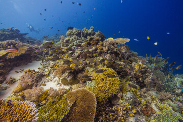 APO REEF, Philippines
