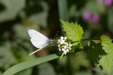 Rapsweißling,  Pieris napi