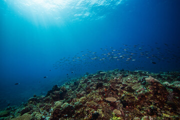 APO REEF, Philippines
