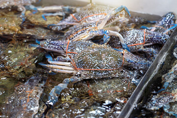 Pile of live blue crabs tied with rubber bands in a stainless steel tray of clear water with oxygen  for sold at Thai Seafood Market.