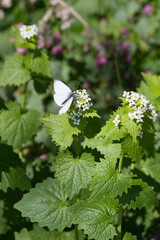Rapswei&szlig;ling,  Pieris napi