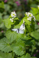 Rapswei&szlig;ling,  Pieris napi