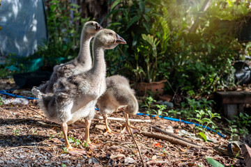 Gosling baby geese About 1 and a half months old. Three gray african or shitou goose goslings in backyard garden with morning sunlight.