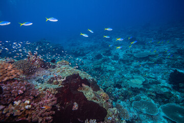 APO REEF, Philippines