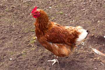 Brown chicken with a red comb, standing on dirt