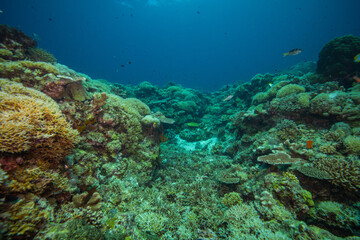 APO REEF, Philippines