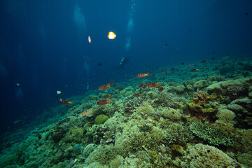 APO REEF, Philippines