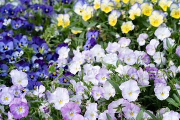 Naklejka premium ビオラの花壇